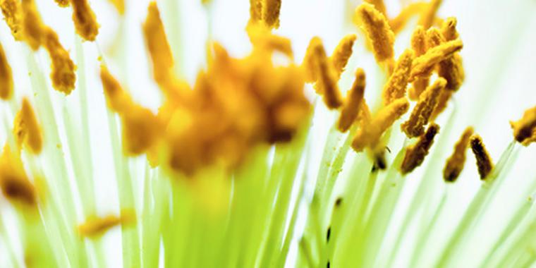 Allergologie Allergologie