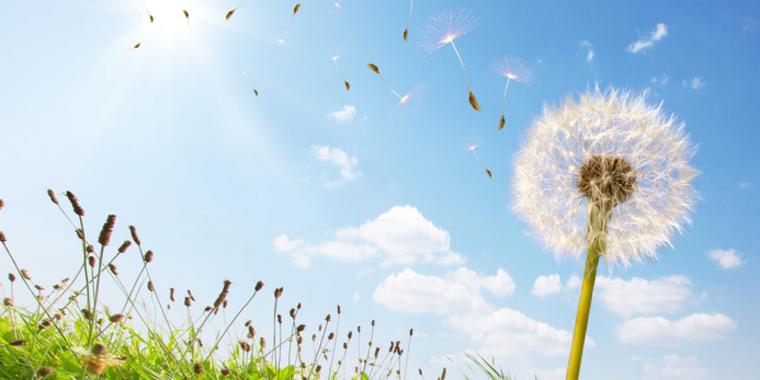 Allergien Allergien